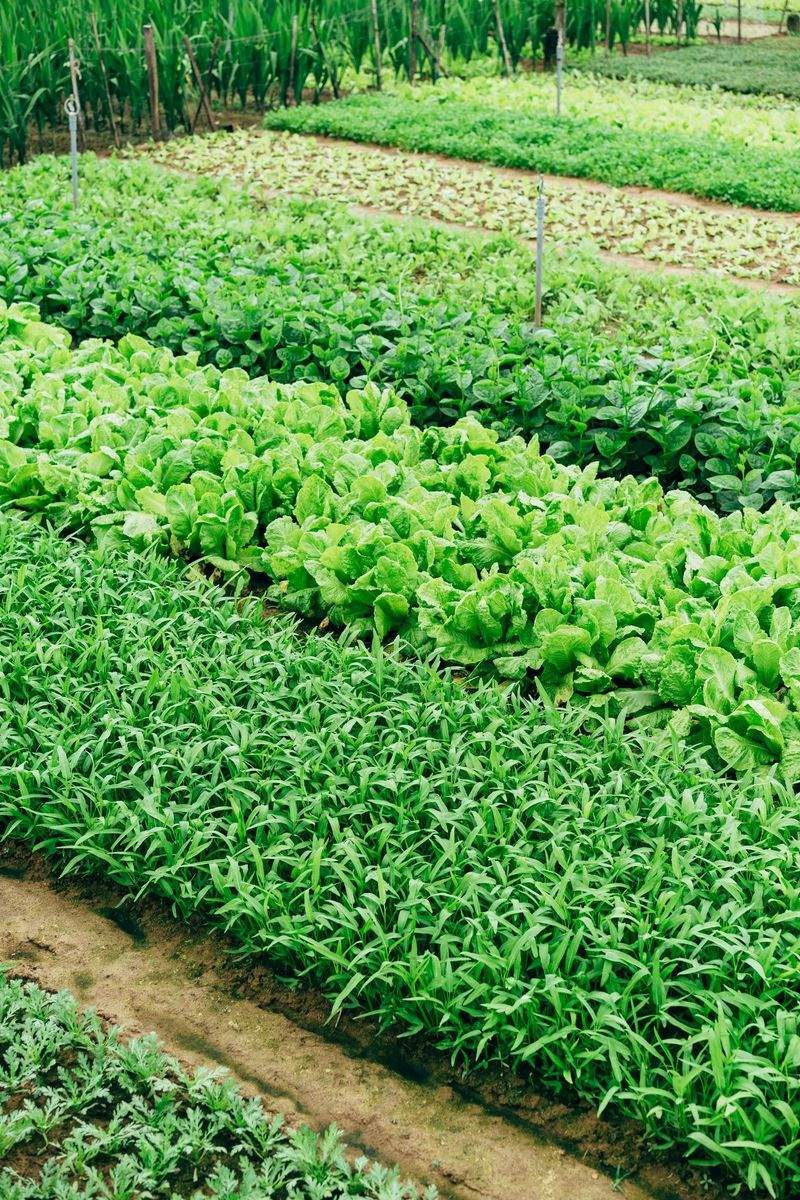 Preparación de campañas agrícolas: organización y planificación en campo